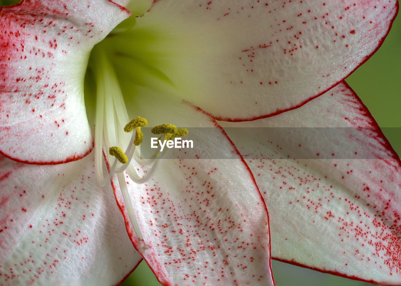 Close-up of fresh flower blooming in nature