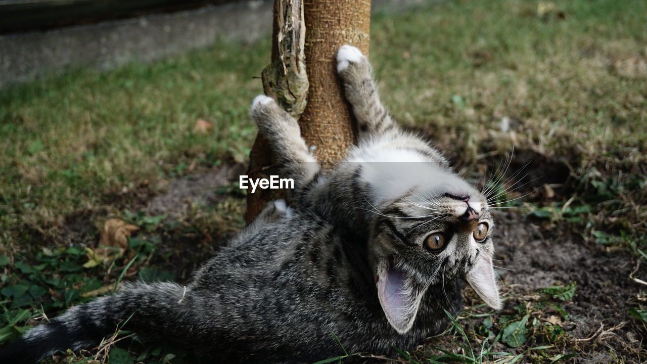 Close-up of a cat looking away