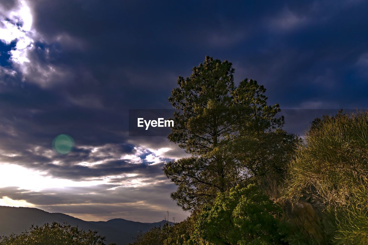 LOW ANGLE VIEW OF TREE AGAINST SKY DURING SUNSET