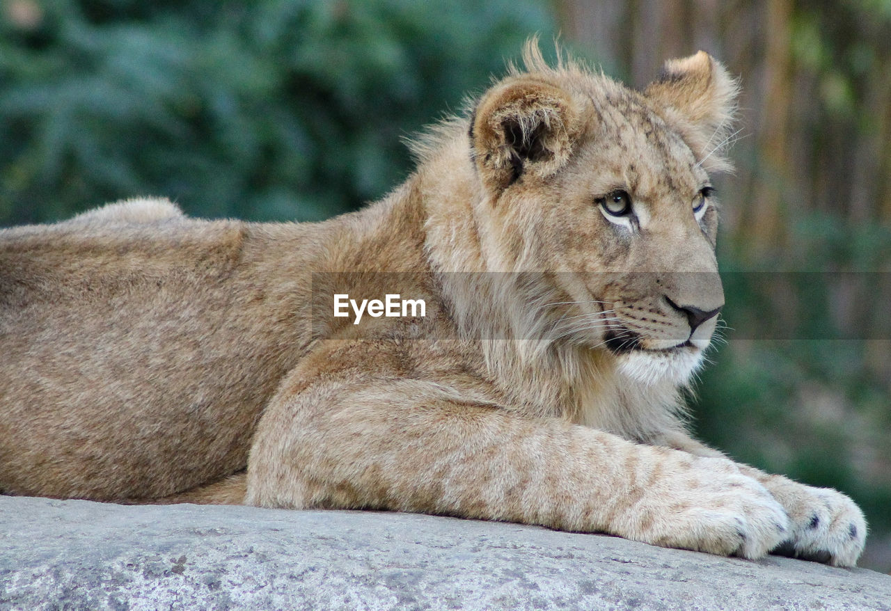 View of a lion looking away