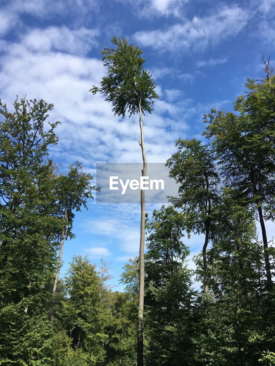 Low angle view of trees against sky