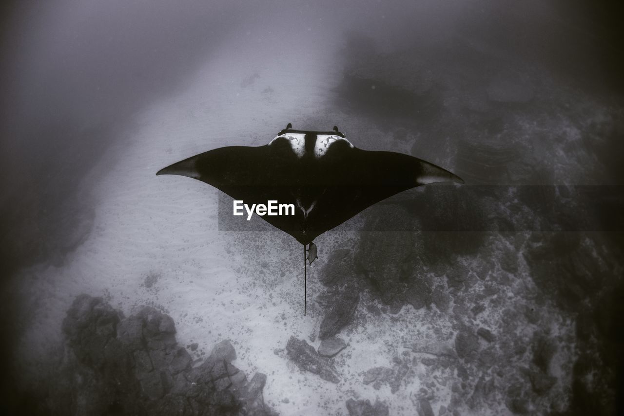 Black and white high angle view of manta ray
