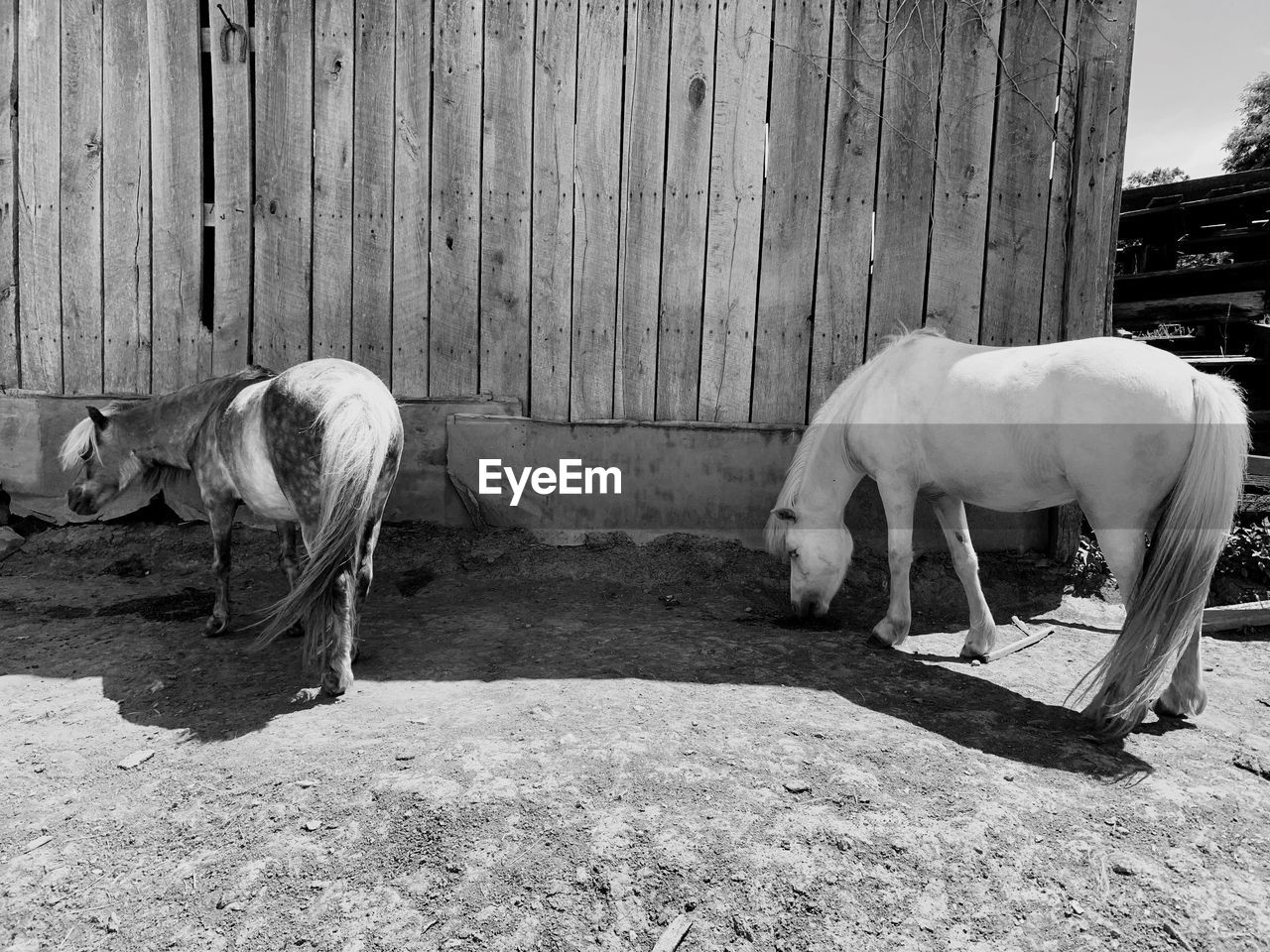 HORSES STANDING IN RANCH AGAINST SKY