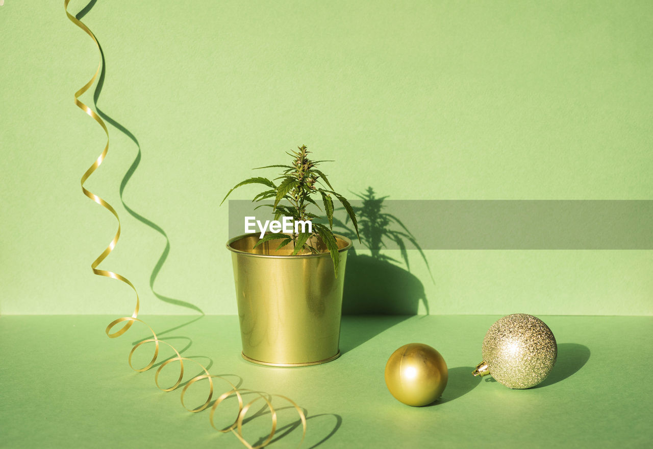 Cannabis branch, marijuana in golden pot with christmas decor, gift box on green festive background