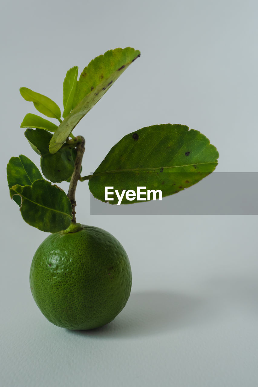 CLOSE-UP OF FRESH GREEN FRUIT AGAINST WHITE BACKGROUND