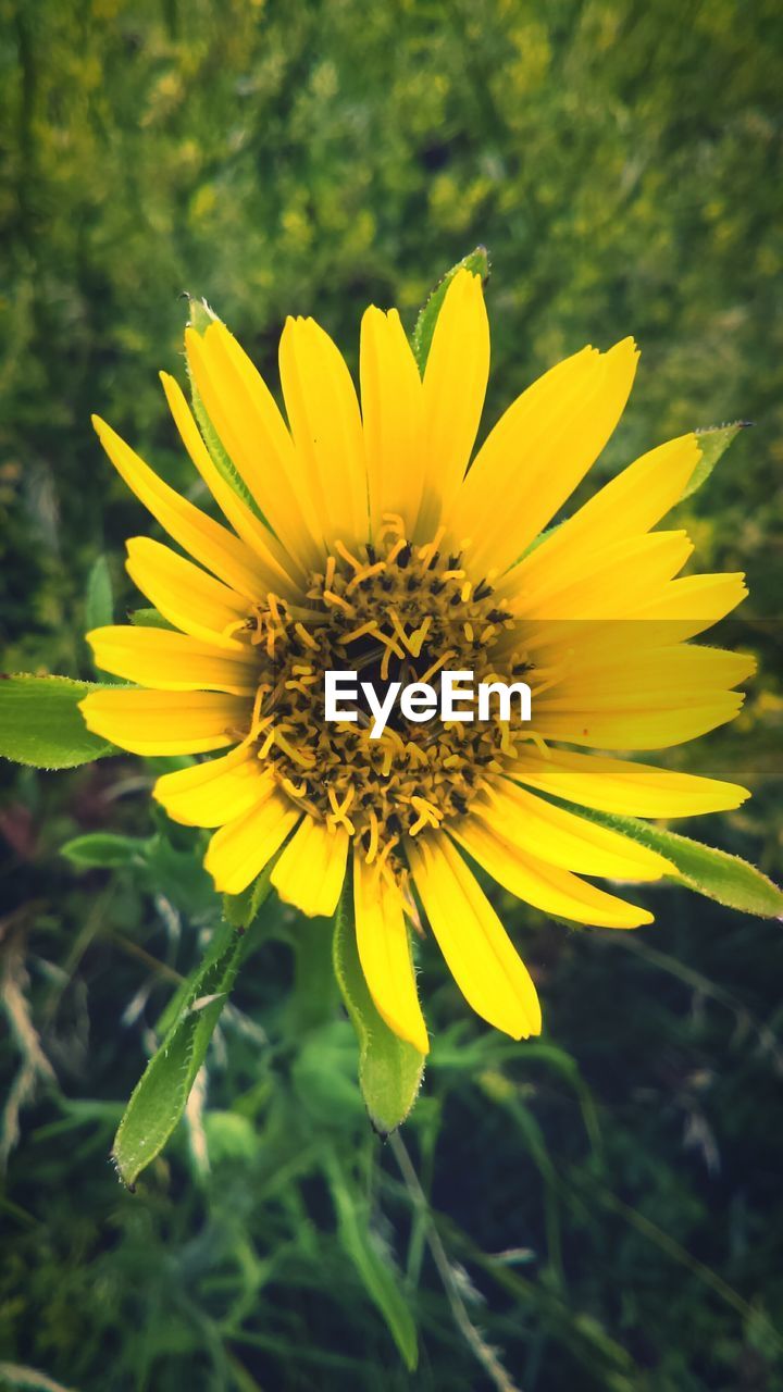 Close-up of yellow flower