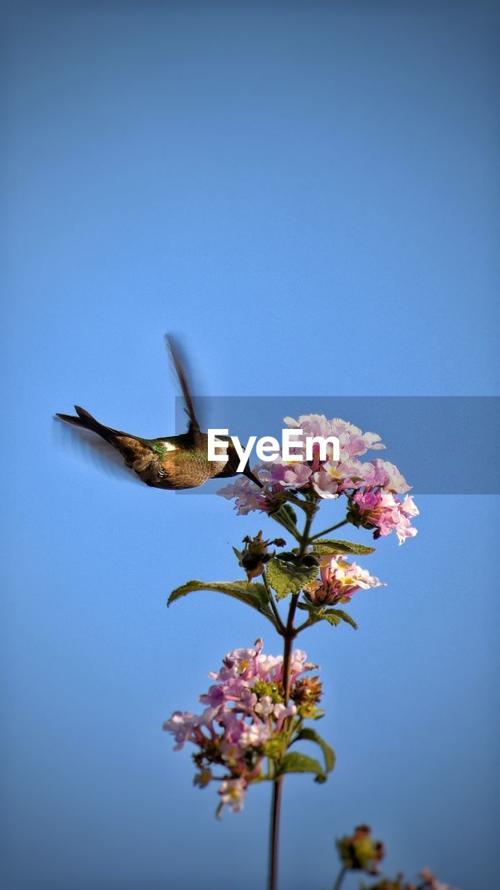 Close-up of pink flower against clear sky
