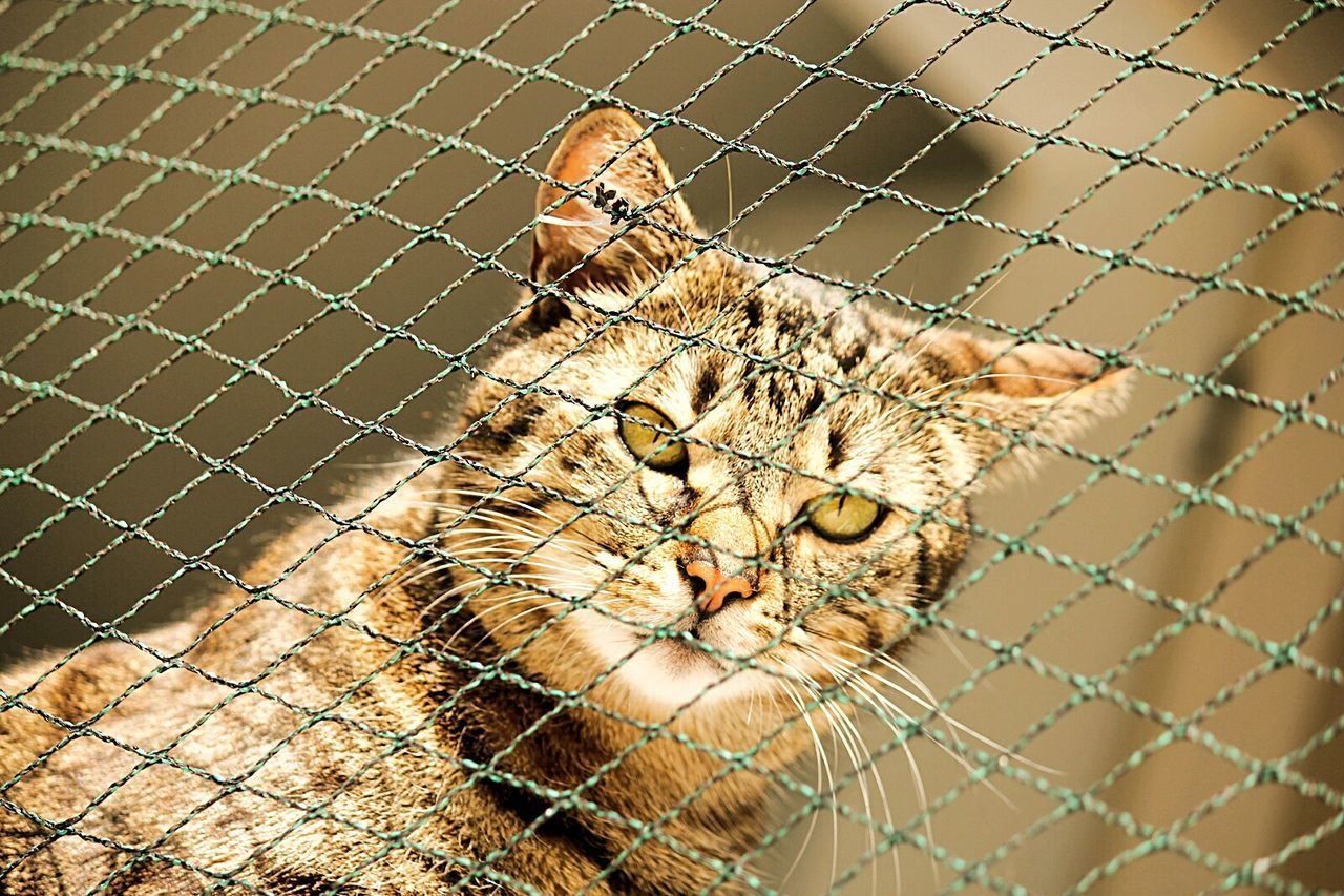 Portrait of cat seen through chainlink fence on sunny day