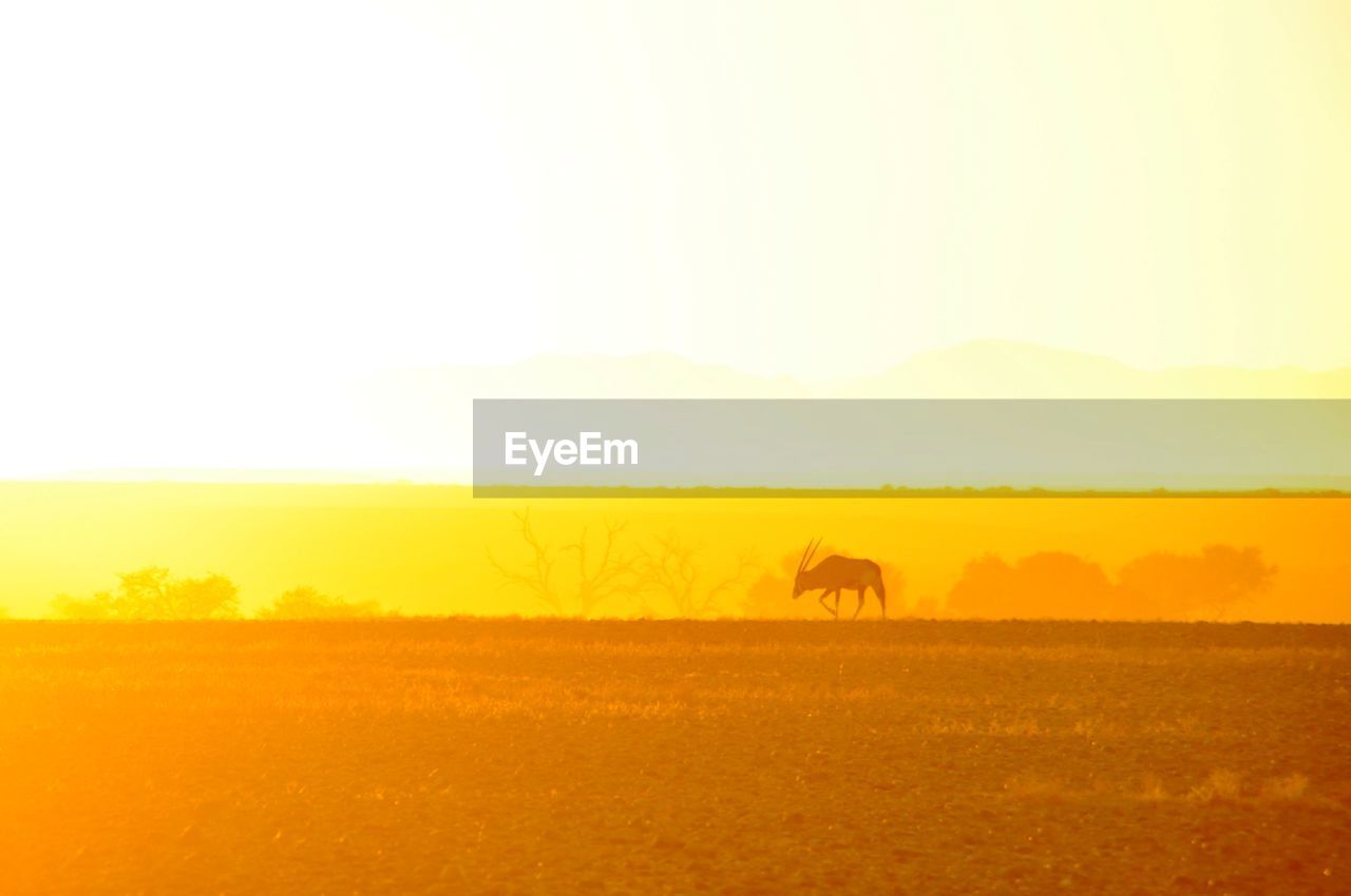 View of horse on field against sky