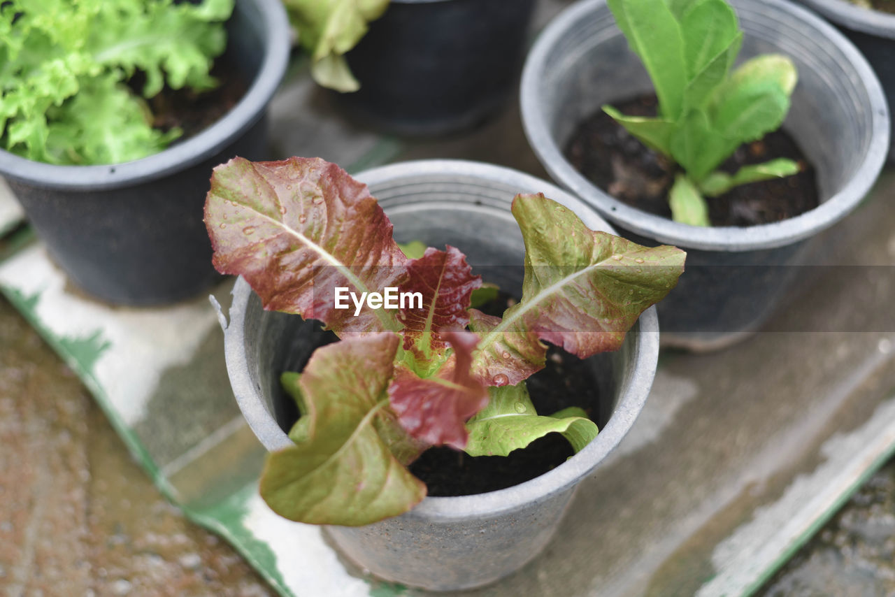 High angle view of potted plant on table