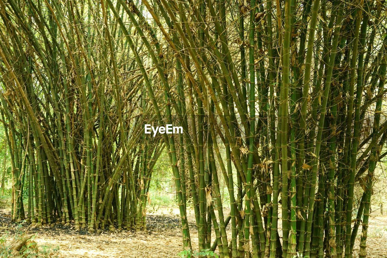 Bamboo field