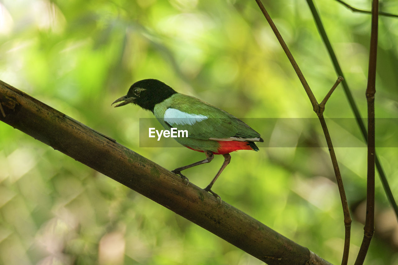 Close-up of bird perching on branch