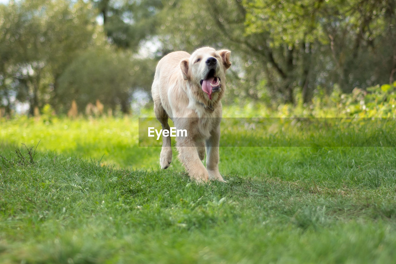 Young golden retriever dog running on grassy field
