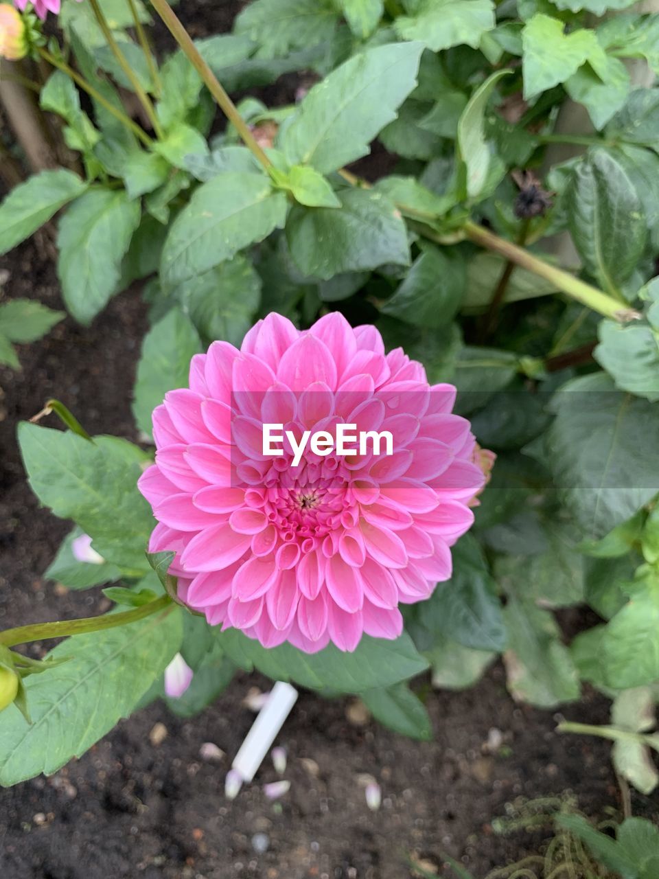 HIGH ANGLE VIEW OF PINK ROSE FLOWER