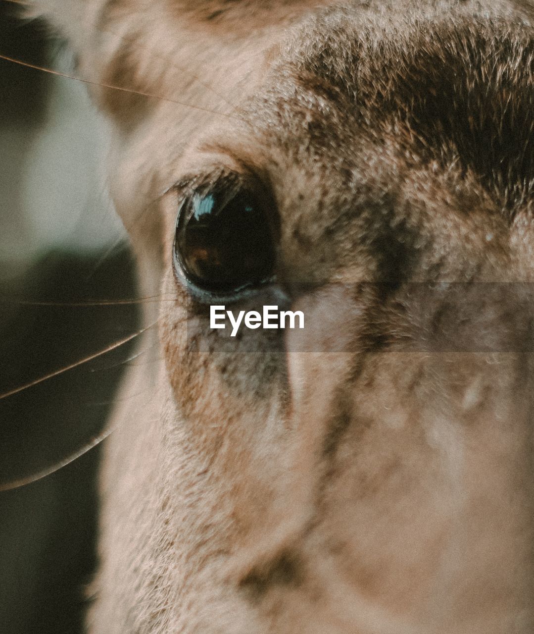 Close-up portrait of a horse