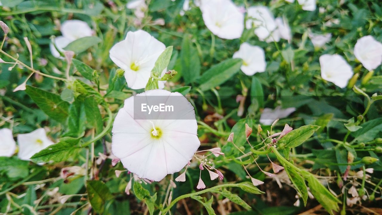 Close-up of white flowers blooming in field