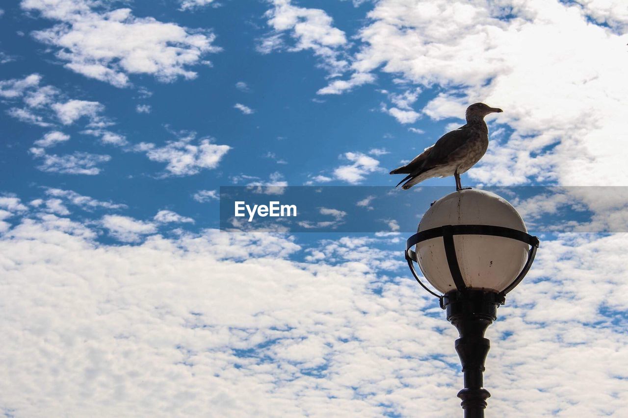 LOW ANGLE VIEW OF BIRD PERCHING ON TOP OF SKY