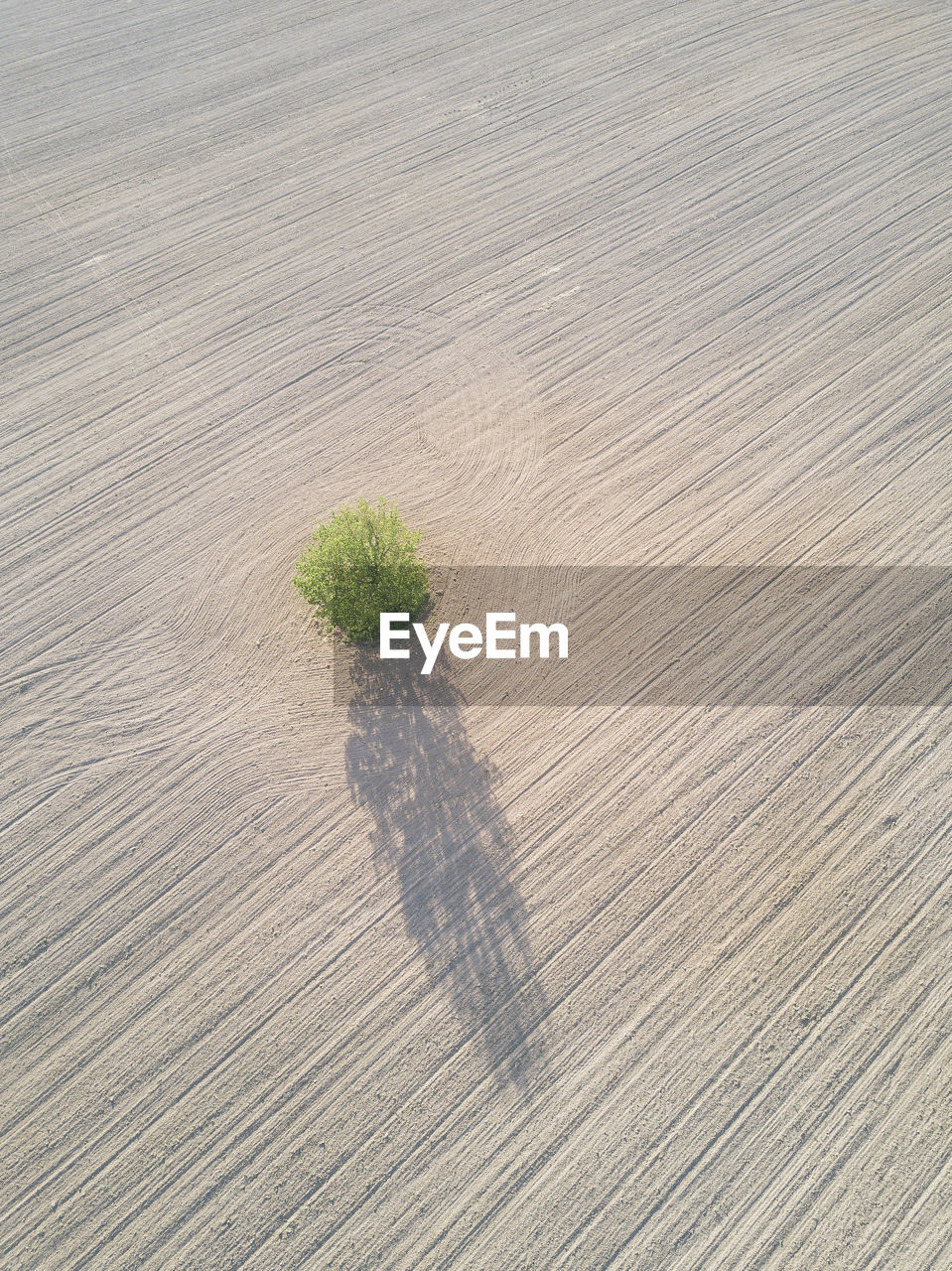 Aerial view of tree on land