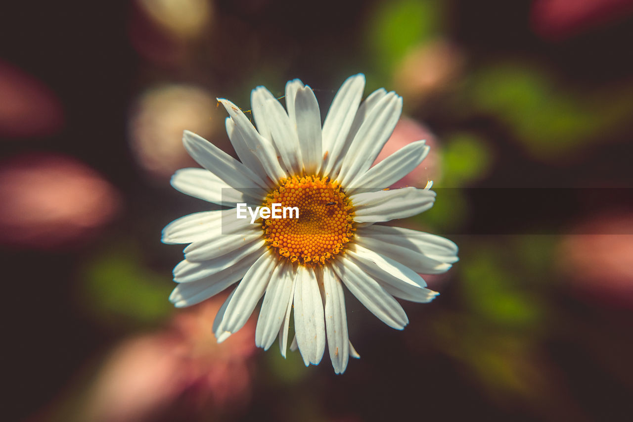 Close-up of white daisy flower