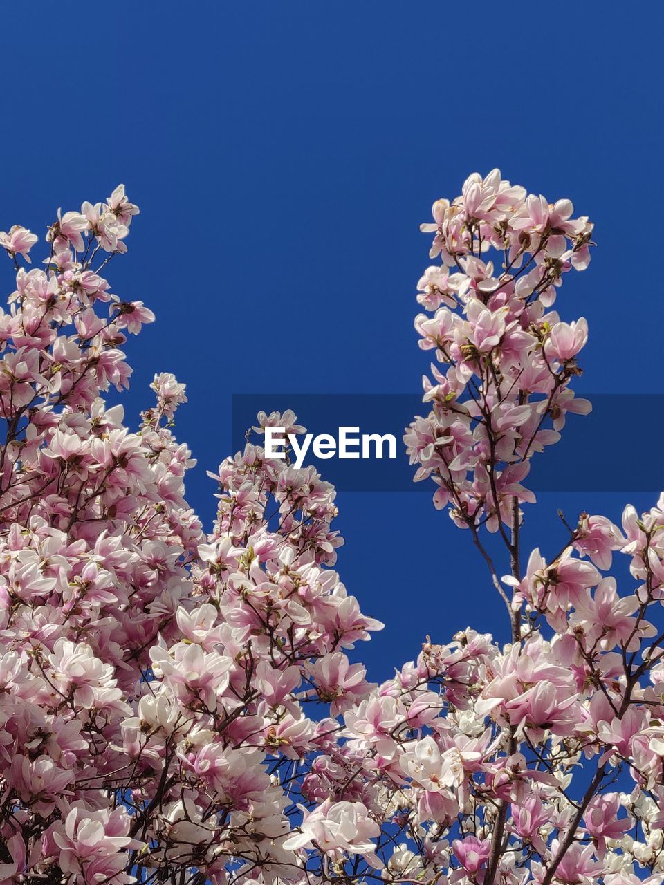 LOW ANGLE VIEW OF CHERRY BLOSSOMS AGAINST SKY