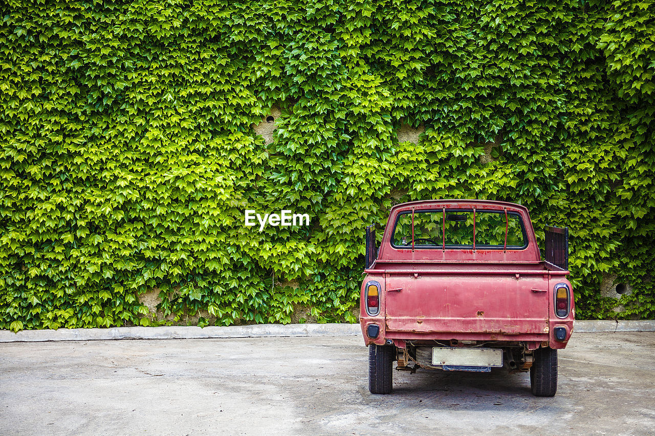 OLD CAR ON ROAD AGAINST TREES