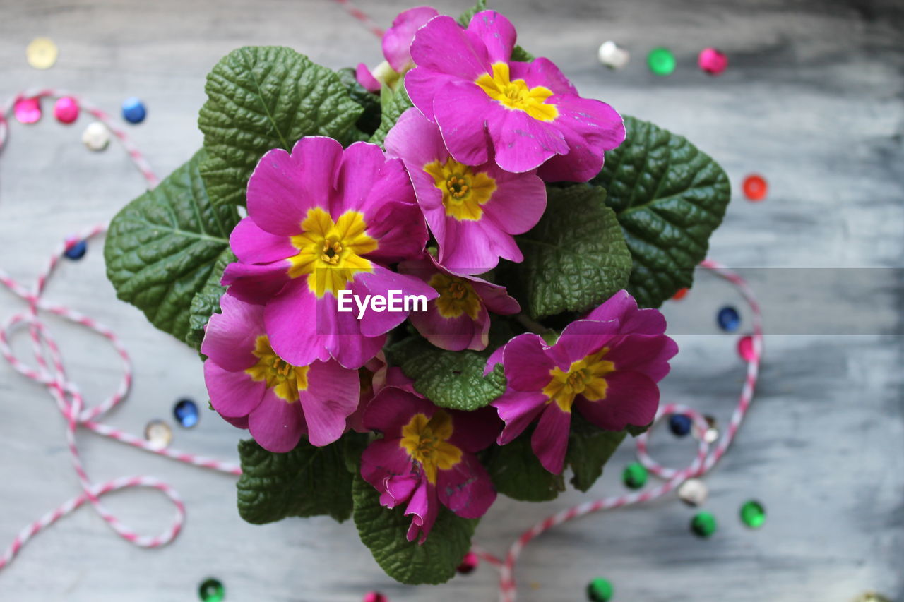 Close-up of pink flowering plant