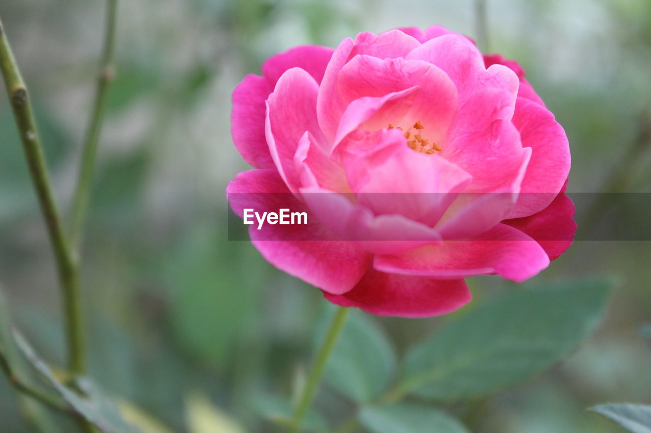 CLOSE-UP OF PINK FLOWERS