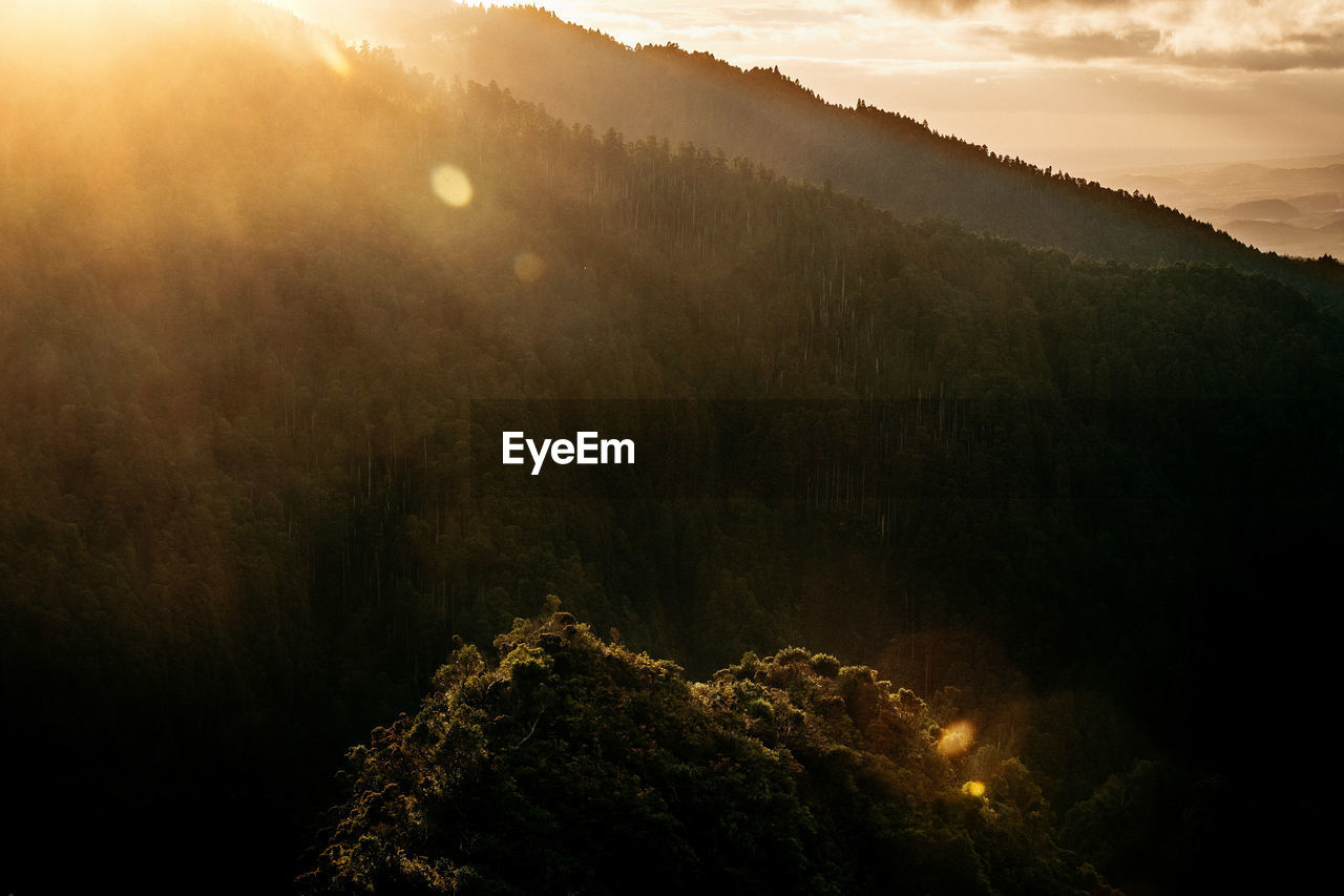 Scenic view of forest against sky during sunset