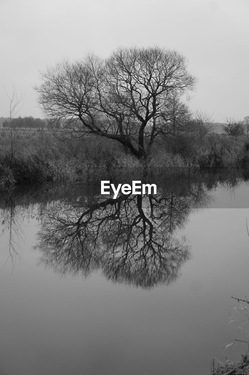 BARE TREE AND LAKE AGAINST SKY