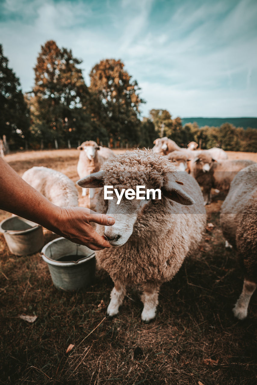 Cropped hand feeding sheep