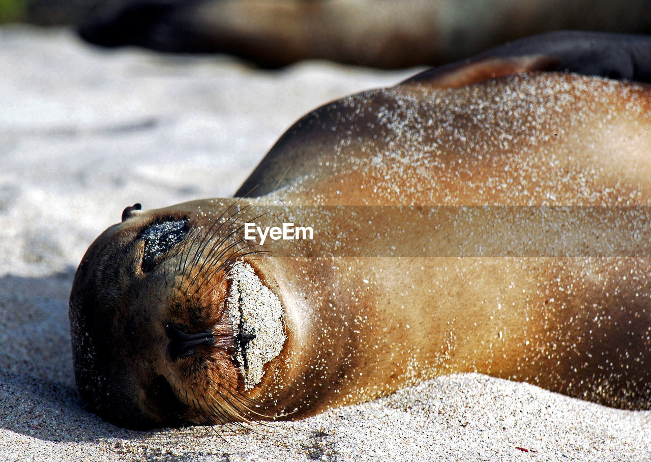 Close-up of galapagos sea lion relaxing at beach