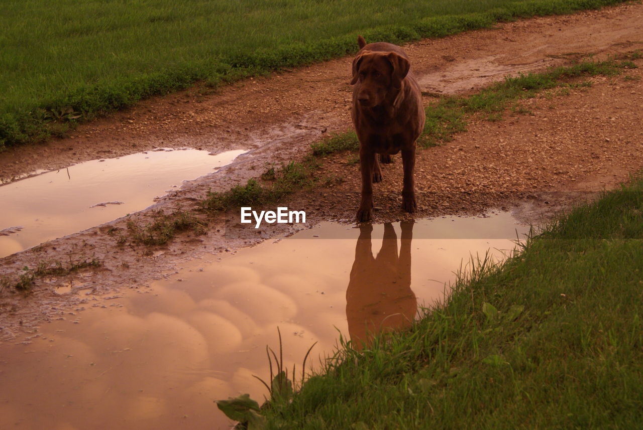 Dog standing on driveway reflected in a puddle