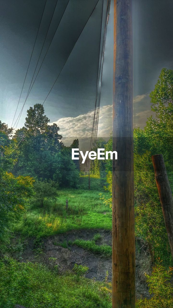 TREES ON GRASSY FIELD