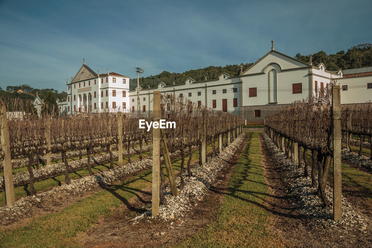 Rows of leafless vine trunks in front of the salton winery headquarter near bento goncalves, brasil.