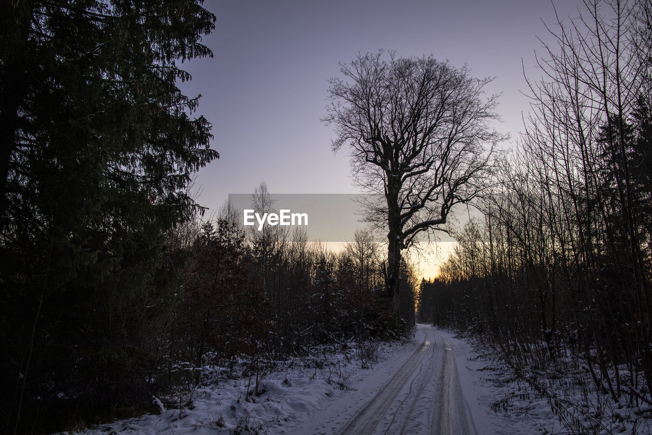 EMPTY ROAD ALONG BARE TREES DURING WINTER