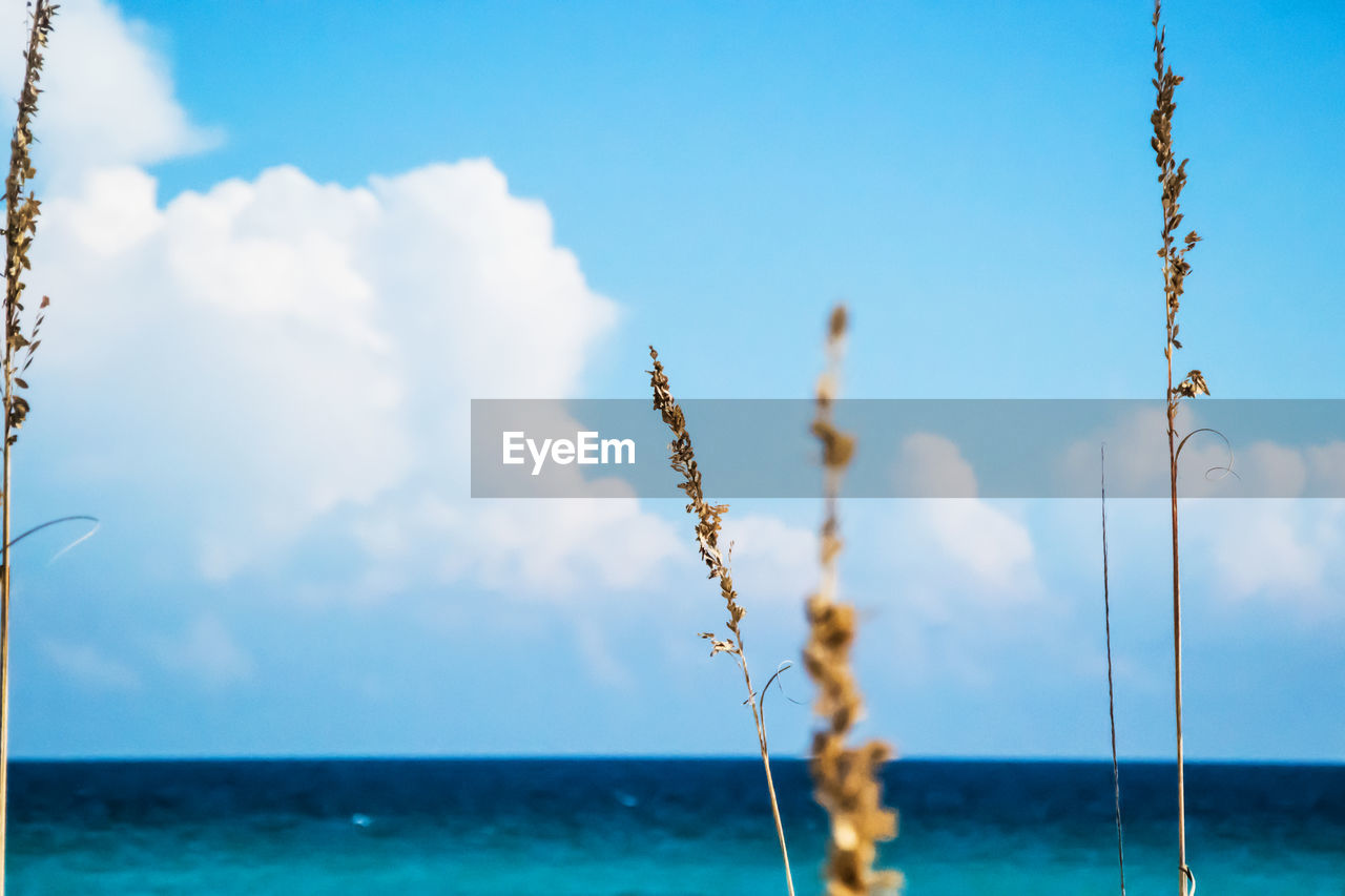 Low angle view of plant by sea against cloudy sky on sunny day