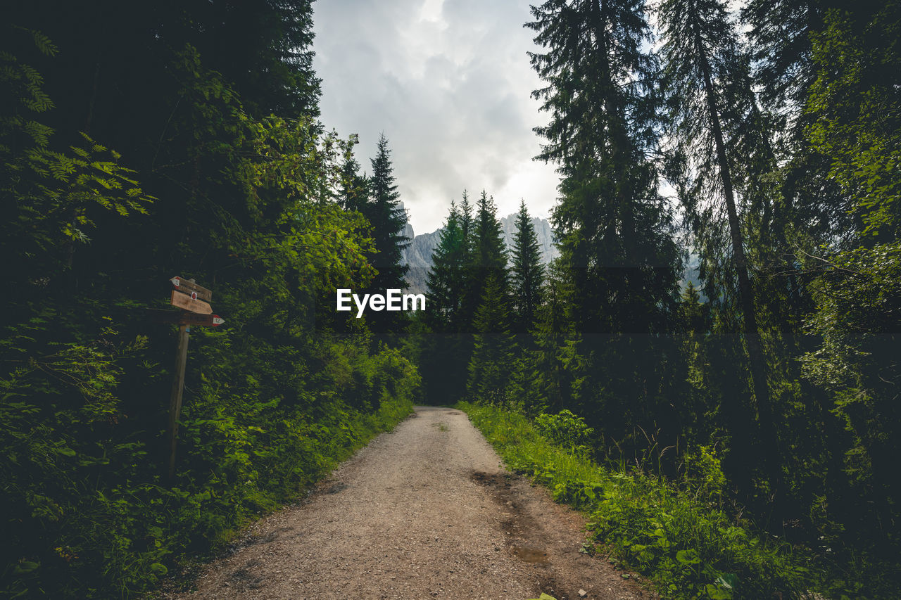 Empty road amidst trees in forest against sky