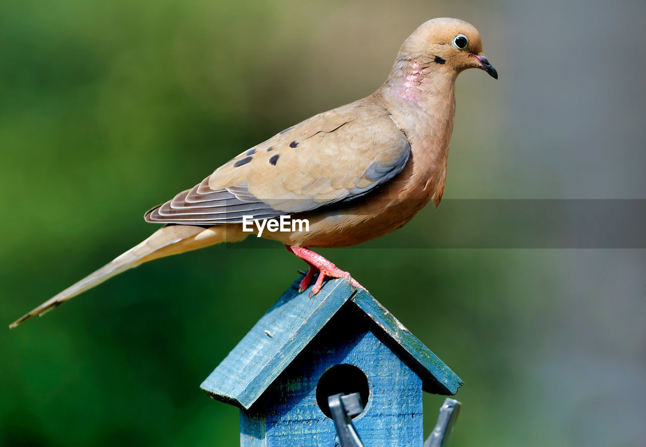 CLOSE-UP OF A BIRD PERCHING ON WOOD