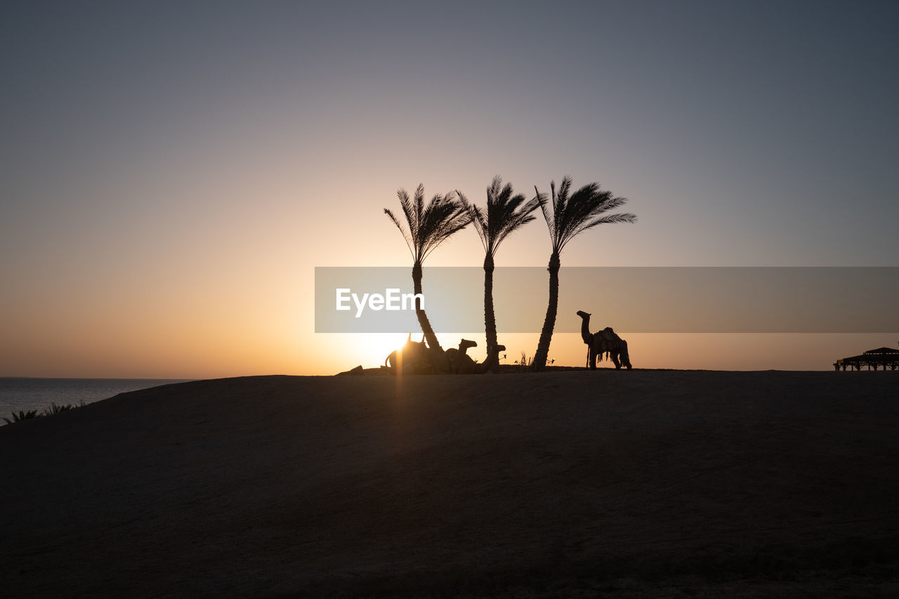 Silhouette camels at beach against sky during sunset