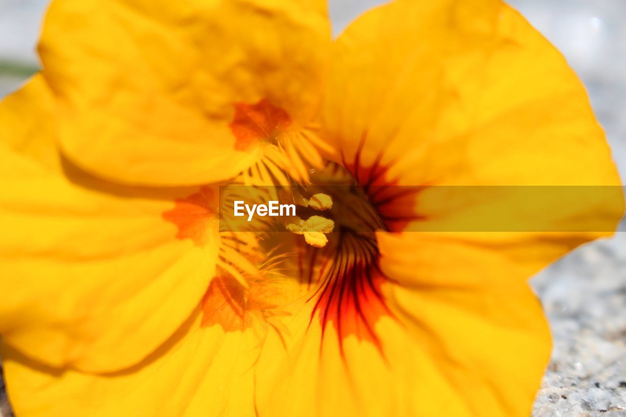 MACRO SHOT OF YELLOW FLOWER