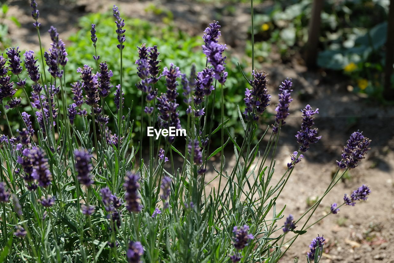 plant, flower, flowering plant, lavender, purple, beauty in nature, freshness, growth, nature, land, fragility, field, prairie, meadow, herb, wildflower, no people, day, close-up, botany, focus on foreground, grass, outdoors, sunlight, tranquility, blossom, green, animal wildlife, medicine, flower head, inflorescence, food