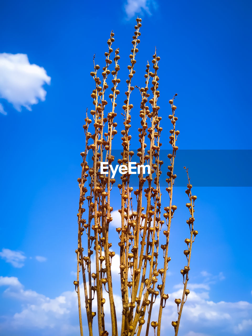 Low angle view of flowering plants against sky