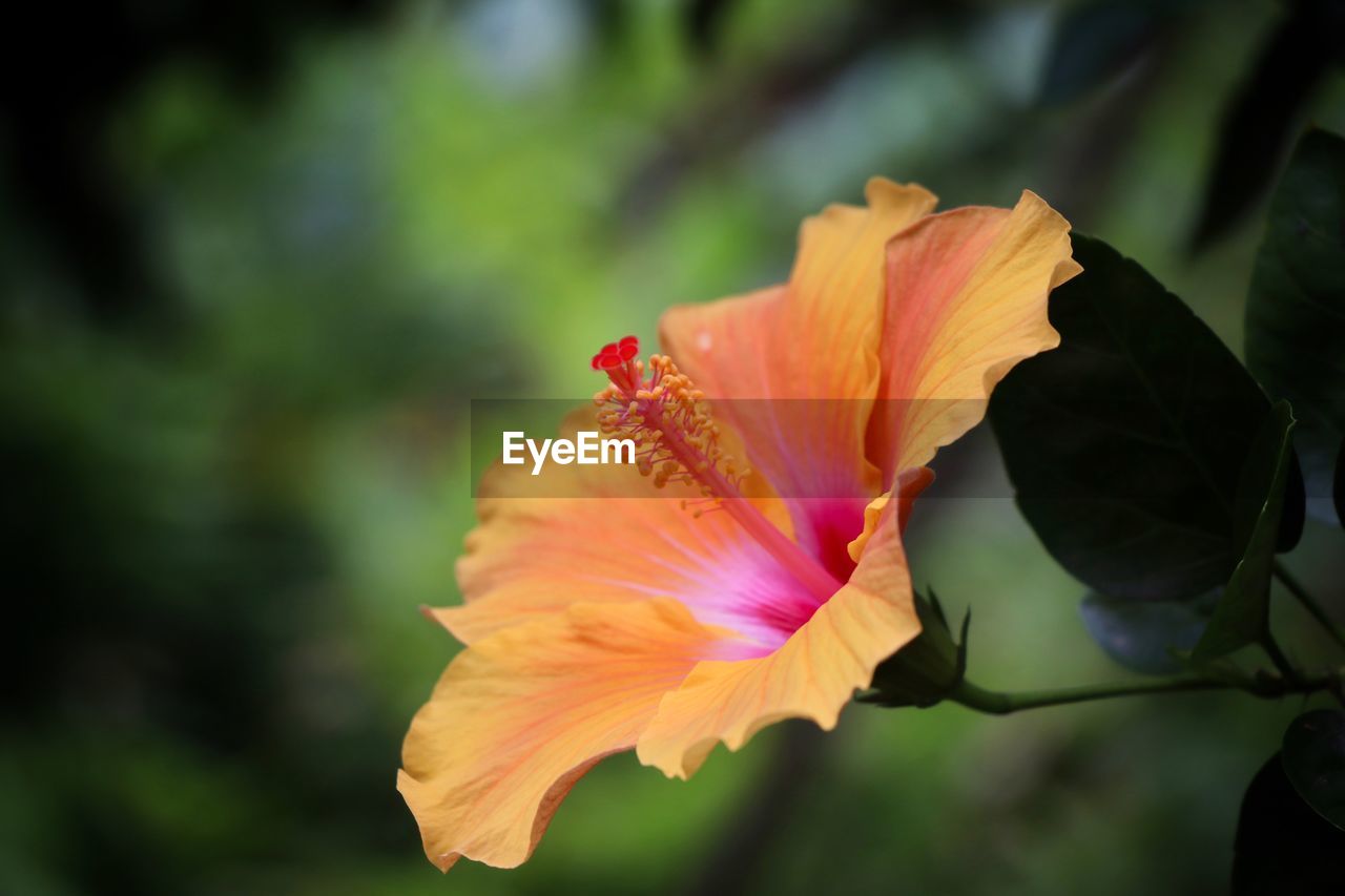 Close-up of hibiscus flower