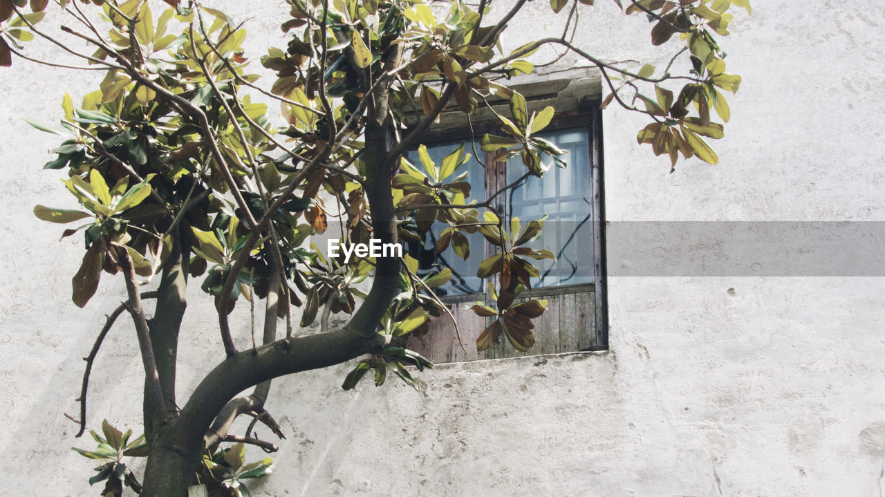 Close-up of plant against building