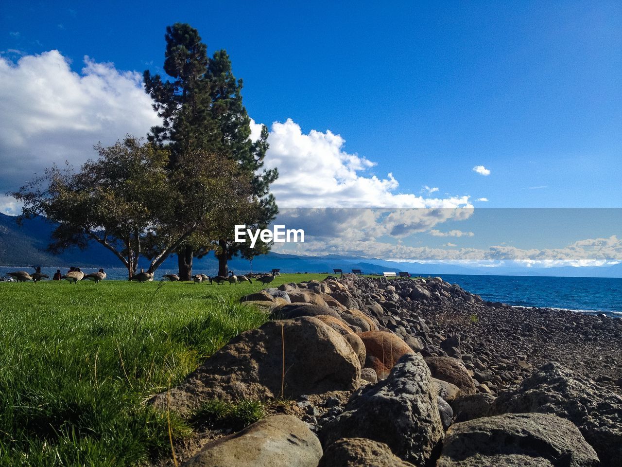 Birds on grassy shore against blue sky