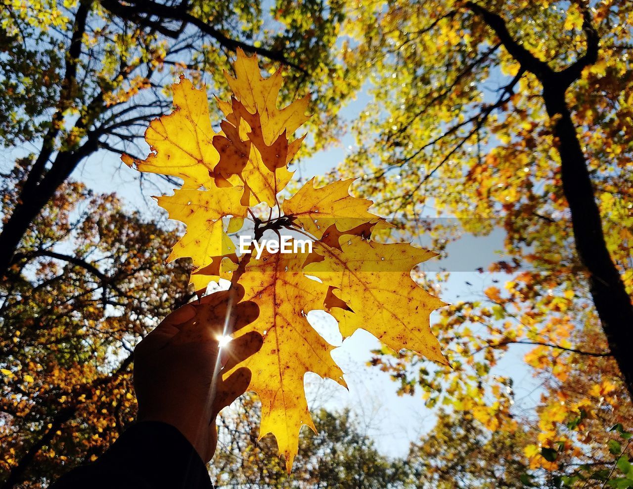 Cropped hand of man reaching tree