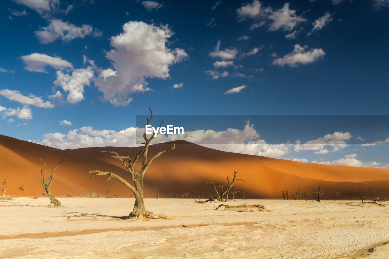 Bare trees at desert against sky