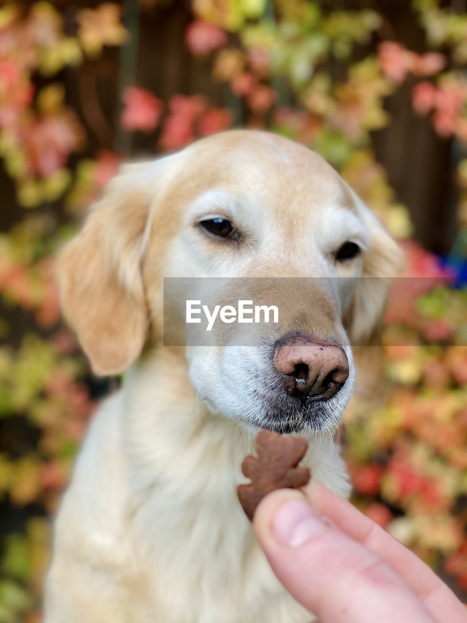 CLOSE-UP OF HAND HOLDING DOG AGAINST BLURRED BACKGROUND