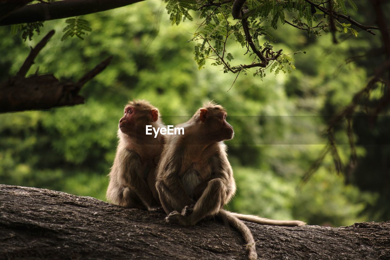 Monkey sitting on a tree in a forest