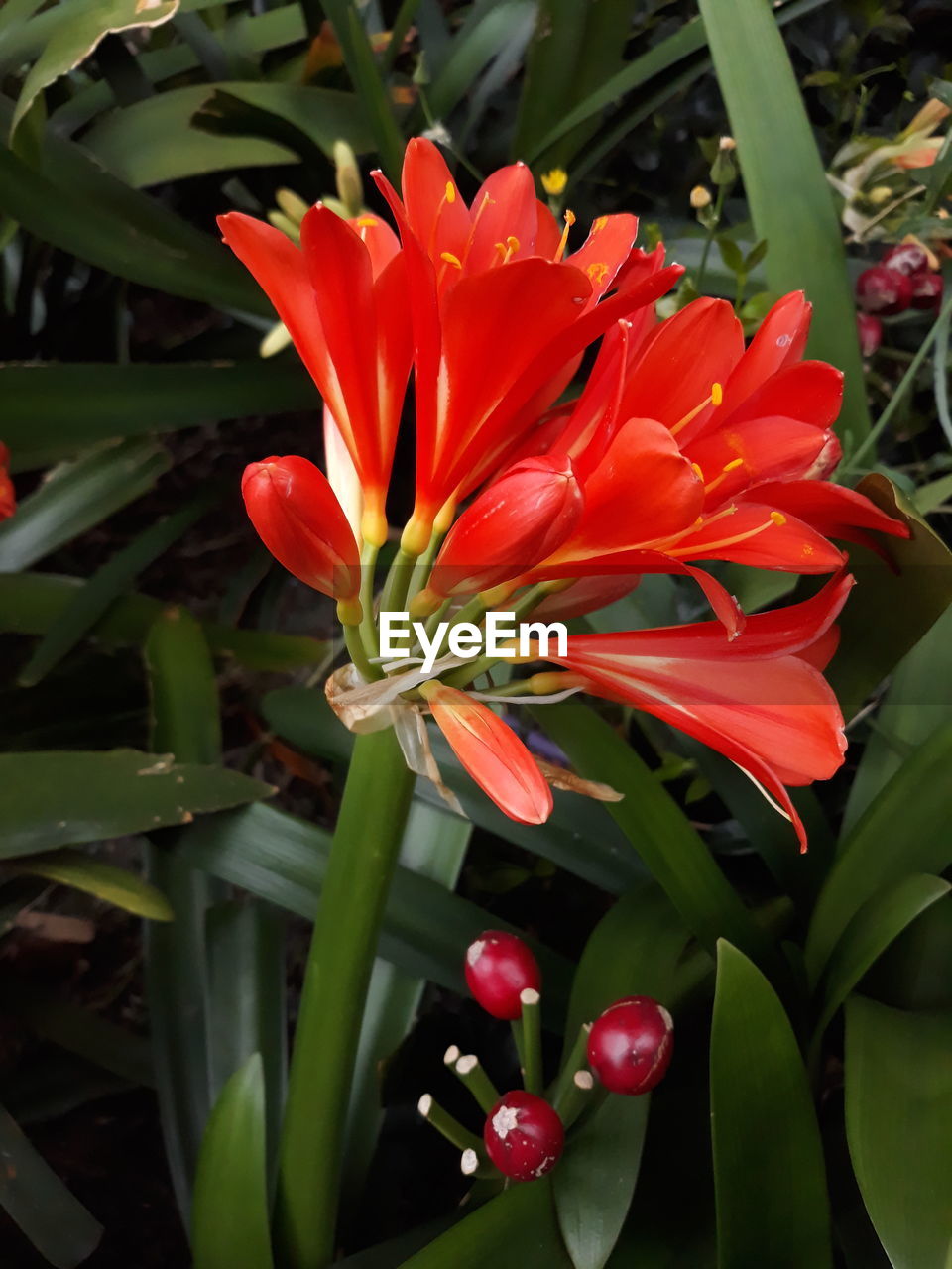 CLOSE-UP OF RED FLOWER